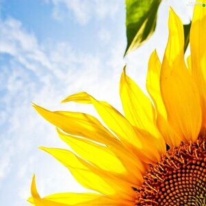 Meet your Posher, Athena